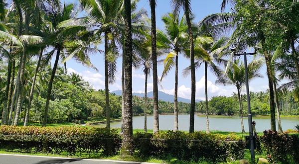 兴隆热带植物园-生态湖