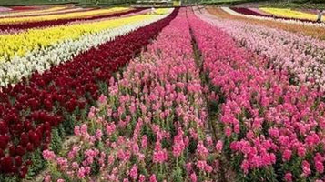 琼海龙寿洋花海