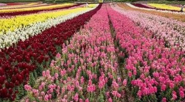 琼海龙寿洋花海