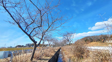桶川楽郷桜（石川川沿いの河津桜并木）