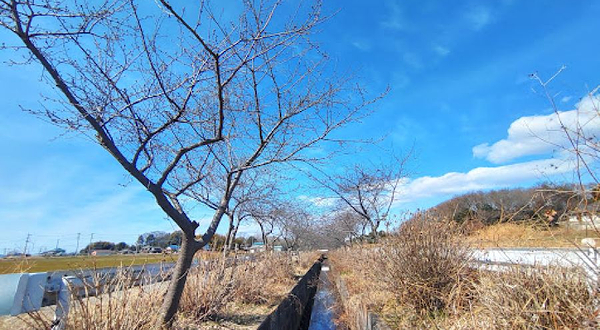 桶川楽郷桜（石川川沿いの河津桜并木）