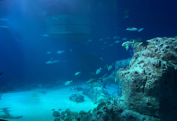 丹麦国立水族馆第 18 张图片