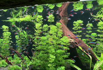 上海海洋水族馆第 140 张图片
