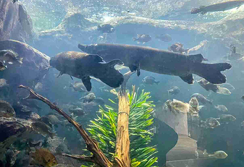 佛州水族馆第 27 张图片