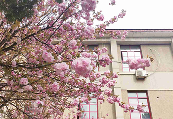 兴庆宫公园第 120 张图片