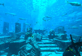 迪拜“失落的世界”水族馆第 14 张图片