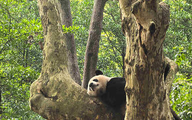 成都大熊猫繁育研究基地第 133 张图片