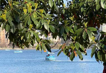 莫愁湖公园第 37 张图片