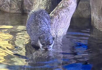 釜山SEA LIFE水族馆第 41 张图片