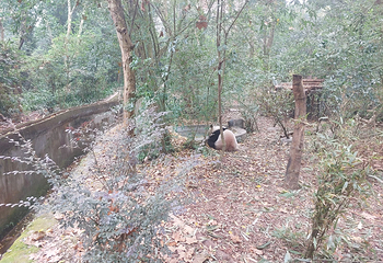 成都大熊猫繁育研究基地第 726 张图片