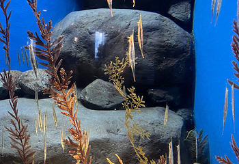 上海海洋水族馆第 186 张图片