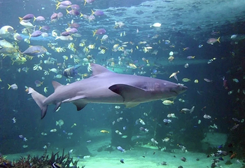 悉尼水族馆第 56 张图片