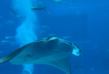 冲绳美丽海水族馆第 131 张图片