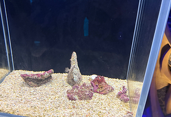 三亚亚特兰蒂斯失落的空间水族馆第 142 张图片