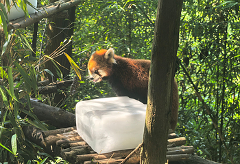 熊猫谷第 46 张图片