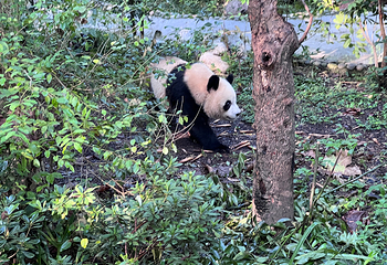 成都大熊猫繁育研究基地第 150 张图片