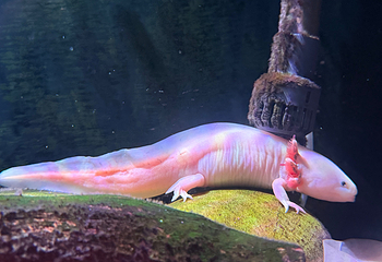 济州岛Aqua Planet水族馆第 69 张图片