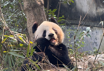 成都大熊猫繁育研究基地第 391 张图片