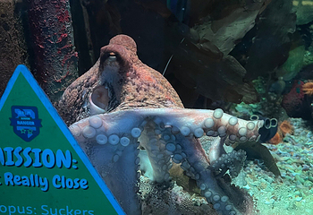 布莱顿海洋生物水族馆第 16 张图片