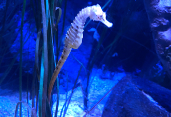 名古屋SEA LIFE水族馆第 11 张图片