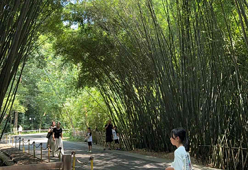 成都大熊猫繁育研究基地第 367 张图片