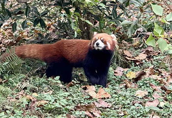 成都大熊猫繁育研究基地第 639 张图片