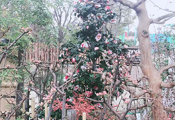大阪城公园第 260 张图片