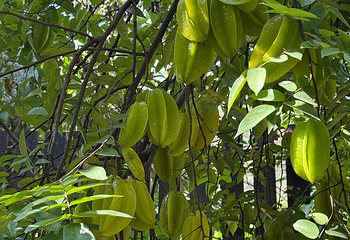 中国科学院西双版纳热带植物园第 86 张图片