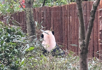 熊猫谷第 54 张图片
