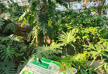 上海植物园第 53 张图片