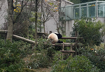 成都大熊猫繁育研究基地第 482 张图片