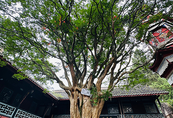 都江堰景区第 167 张图片