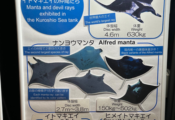 冲绳美丽海水族馆第 153 张图片