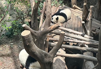 成都大熊猫繁育研究基地第 369 张图片