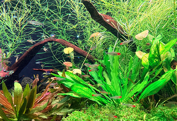 上海海洋水族馆第 107 张图片