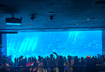 冲绳美丽海水族馆第 144 张图片