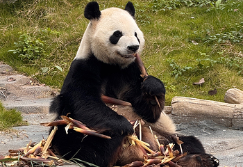 绵阳中华大熊猫苑第 7 张图片