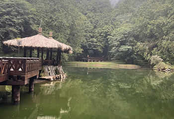 阿里山国家森林游乐区第 18 张图片