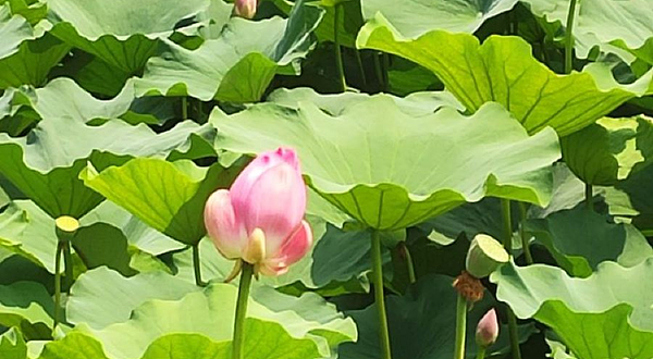 咸阳湖二期湿地公园