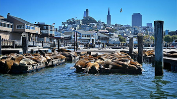 Sea Lion Viewing Area