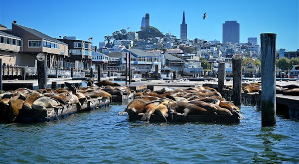 Sea Lion Viewing Area