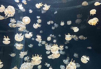 新加坡海洋生态馆第 136 张图片