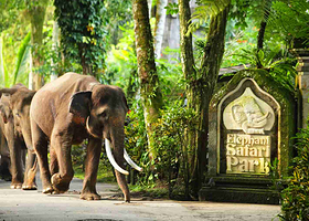 巴厘岛大象公园