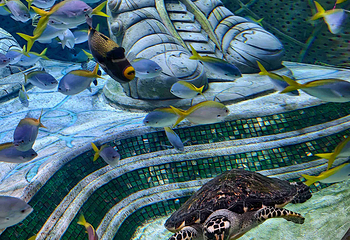 三亚亚特兰蒂斯失落的空间水族馆第 113 张图片