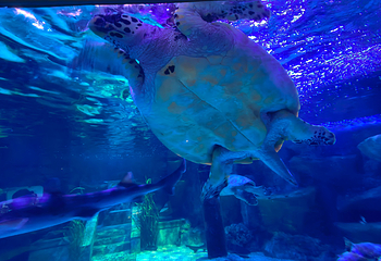 釜山SEA LIFE水族馆第 39 张图片