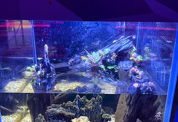 三亚亚特兰蒂斯失落的空间水族馆第 254 张图片