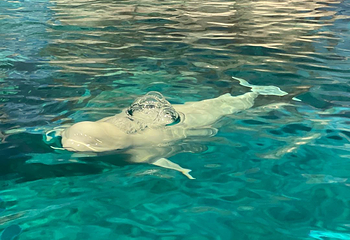 名古屋港水族馆第 36 张图片