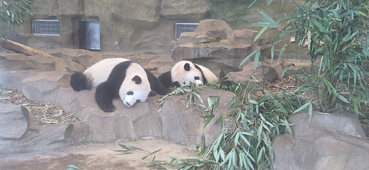 成都大熊猫繁育研究基地第 491 张图片
