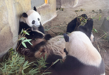 成都大熊猫繁育研究基地第 578 张图片