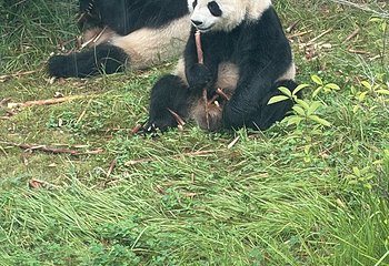 成都大熊猫繁育研究基地第 451 张图片